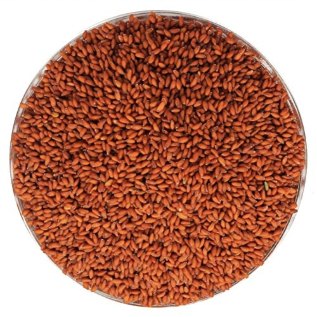 Saliya Seeds | Halim Seeds